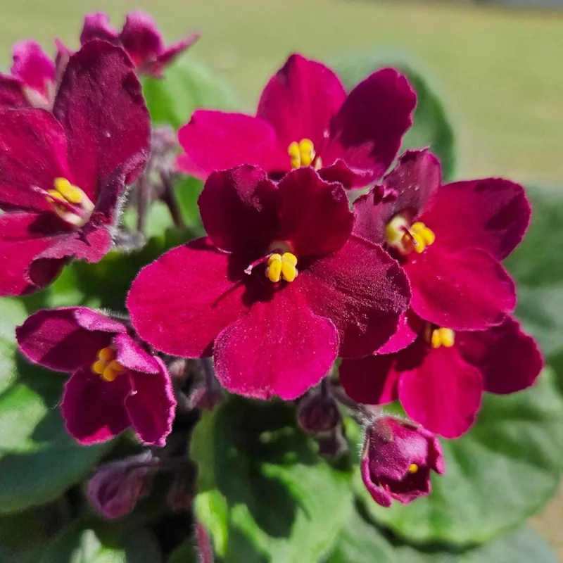 Red African Violet Plant in 4 Inch Pot - Blooming Indoor Houseplant Red African Violet Plant in 4 Inch Pot - Blooming Indoor Houseplant - Image 2