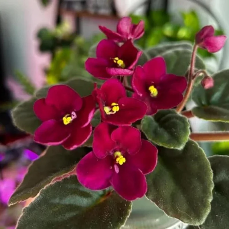 Red African Violet Plant in 4 Inch Pot - Blooming Indoor Houseplant Red African Violet Plant in 4 Inch Pot - Blooming Indoor Houseplant - Image 3