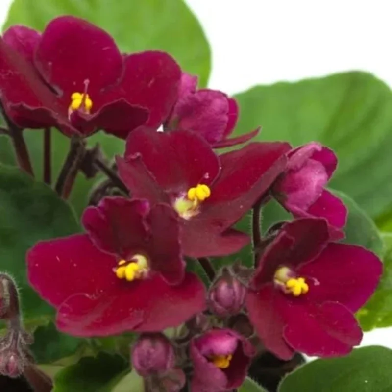 Red African Violet Plant in 4 Inch Pot - Blooming Indoor Houseplant Red African Violet Plant in 4 Inch Pot - Blooming Indoor Houseplant - Image 4