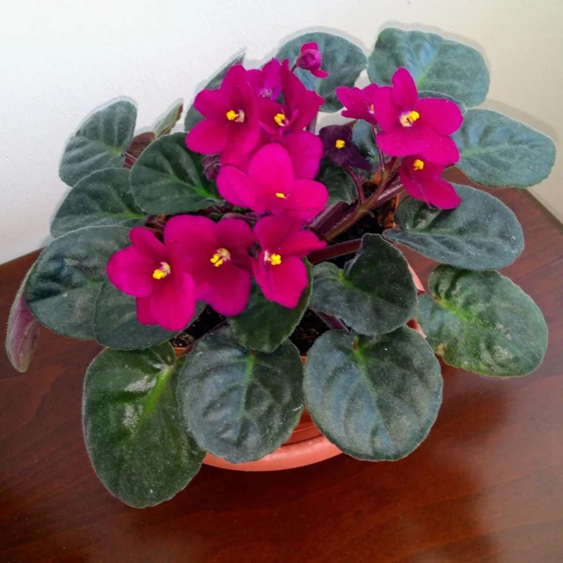 Red African Violet Plant in 4 Inch Pot - Blooming Indoor Houseplant Red African Violet Plant in 4 Inch Pot - Blooming Indoor Houseplant - Image 5