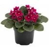 Red African Violet Plant in 4 Inch Pot - Blooming Indoor Houseplant Red African Violet Plant in 4 Inch Pot - Blooming Indoor Houseplant - Image 1
