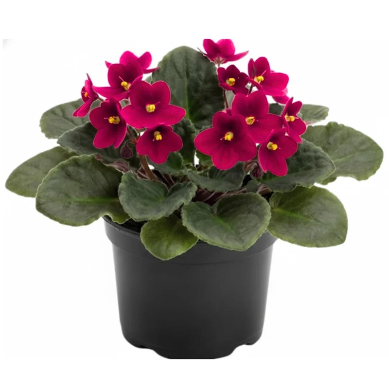 Red African Violet Plant in 4 Inch Pot - Blooming Indoor Houseplant Red African Violet Plant in 4 Inch Pot - Blooming Indoor Houseplant - Image 1