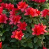 Red Azalea Live Plant – Set of 3 – 10 Inch Tall Seedlings in 3 Inch Pots – Outdoor Shrub Red Azalea Live Plant – Set of 3 – 10 Inch Tall Seedlings in 3 Inch Pots – Outdoor Shrub - Image 1