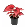 Red Begonia Live Plant – 4-7 Inch Colorful Foliage Indoor Houseplant - Image 1