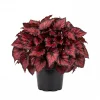 Red Begonia Live Plant – 4-8 Inch Starter Houseplant – Indoor/Outdoor Container Plant - Image 1