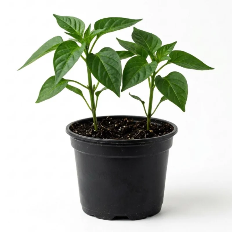 Red Bell Pepper Plant Live - Sweet Pepper Vegetable Plant 4-6 Inch in 4 Inch Pot Red Bell Pepper Plant Live - Sweet Pepper Vegetable Plant 4-6 Inch in 4 Inch Pot - Image 2