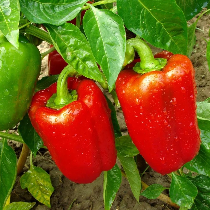 Red Bell Pepper Plant Live - Sweet Pepper Vegetable Plant 4-6 Inch in 4 Inch Pot Red Bell Pepper Plant Live - Sweet Pepper Vegetable Plant 4-6 Inch in 4 Inch Pot - Image 1