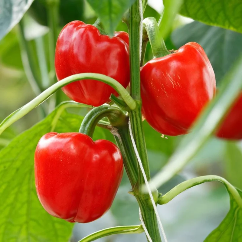 Red Bell Pepper Plant Live - Sweet Pepper Vegetable Plant 4-6 Inch in 4 Inch Pot Red Bell Pepper Plant Live - Sweet Pepper Vegetable Plant 4-6 Inch in 4 Inch Pot - Image 3