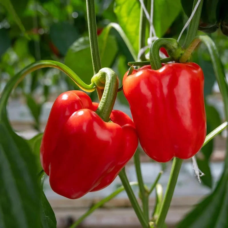 Red Bell Pepper Plant Live - Sweet Pepper Vegetable Plant 4-6 Inch in 4 Inch Pot Red Bell Pepper Plant Live - Sweet Pepper Vegetable Plant 4-6 Inch in 4 Inch Pot - Image 4