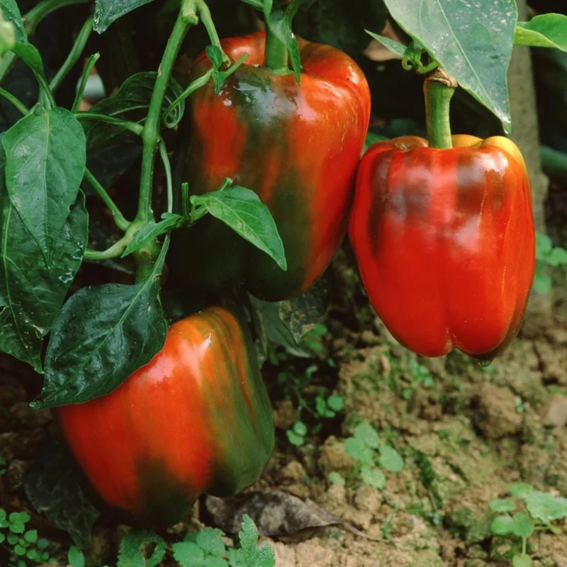 Red Bell Pepper Plant Live - Sweet Pepper Vegetable Plant 4-6 Inch in 4 Inch Pot Red Bell Pepper Plant Live - Sweet Pepper Vegetable Plant 4-6 Inch in 4 Inch Pot - Image 5