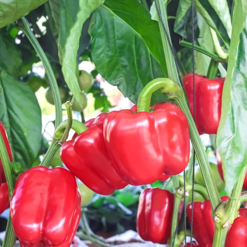 Red Bell Pepper Plant Live - Sweet Pepper Vegetable Plant 4-6 Inch in 4 Inch Pot Red Bell Pepper Plant Live - Sweet Pepper Vegetable Plant 4-6 Inch in 4 Inch Pot - Image 6