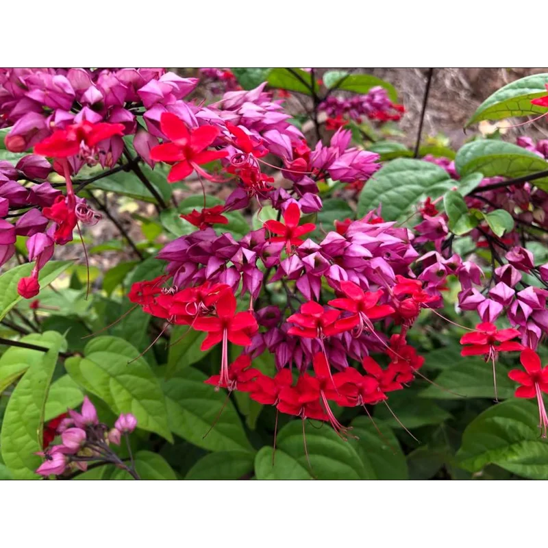 Red Bleeding Heart Vine Live Plant, Clerodendrum Thompsonii, 4-6" Tall, 3 Pack - Image 2