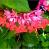 Red Bleeding Heart Vine Live Plant, Clerodendrum Thompsonii, 4-6" Tall, 3 Pack - Image 1