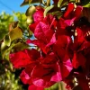 Red Bougainvillea Live Plant – 4 Inch Pot – Fast-Growing Tropical Flowering Vine Red Bougainvillea Live Plant – 4 Inch Pot – Fast-Growing Tropical Flowering Vine - Image 1