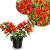 Red Bougainvillea Live Plant Set of 2 – 5-7 Inch Tall Climber for Outdoor & Indoor - Image 1