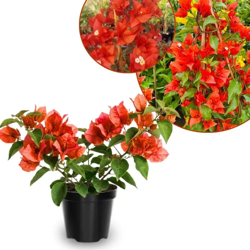 Red Bougainvillea Live Plant Set of 2 – 5-7 Inch Tall Climber for Outdoor & Indoor - Image 1