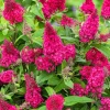Red Butterfly Bush Live Plant – Buddleia Flowering Shrub – 5-9 Inch Tall – Outdoor - Image 1