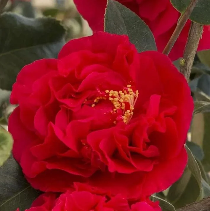 Red Camellia Live Plant – Ornamental Flowering Shrub – 4 Inch Pot – 14 Inches Tall - Image 2