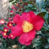 Red Camellia Live Plants - Set of 3 Flowering Shrubs, 14 Inch Tall, 4 Inch Pot Red Camellia Live Plants - Set of 3 Flowering Shrubs, 14 Inch Tall, 4 Inch Pot - Image 1
