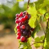 Red Catawba Grape Vine Live Plant - Sweet Red Grapes Outdoor Garden 4-6 Inch Tall Red Catawba Grape Vine Live Plant - Sweet Red Grapes Outdoor Garden 4-6 Inch Tall - Image 1