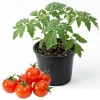 Red Cherry Tomato Live Plant - Sweet Cherry Tomato, 4 Inch Pot, Outdoor - Image 1