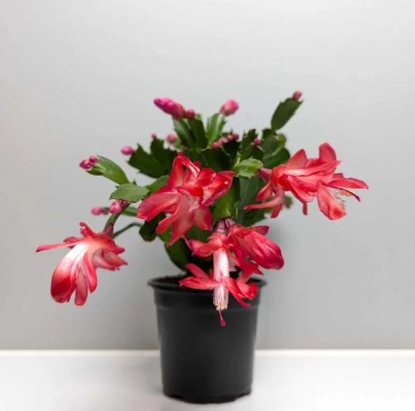 Red Christmas Cactus Live Plant - 2-Pack, 4-6 Inch Tall, Potted Houseplant - Image 2