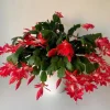 Red Christmas Cactus Live Plant – Holiday Schlumbergera, 4-6 Inch Tall in 3 Inch Pot, Potted Indoor Succulent - Image 1