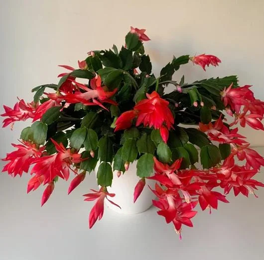 Red Christmas Cactus Live Plant, Schlumbergera Houseplant, 4 Inch Pot Red Christmas Cactus Live Plant, Schlumbergera Houseplant, 4 Inch Pot - Image 1