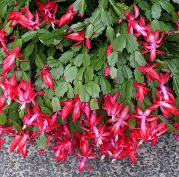 Red Christmas Cactus Live Plant, Schlumbergera Houseplant, 4 Inch Pot Red Christmas Cactus Live Plant, Schlumbergera Houseplant, 4 Inch Pot - Image 2