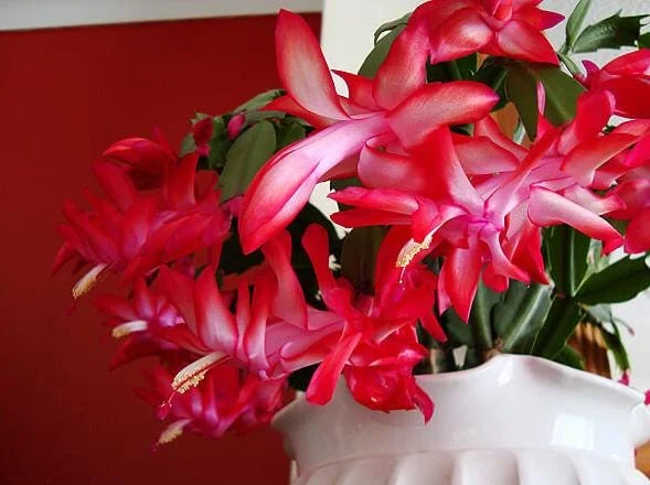 Red Christmas Cactus Live Plant, Schlumbergera Houseplant, 4 Inch Pot Red Christmas Cactus Live Plant, Schlumbergera Houseplant, 4 Inch Pot - Image 3