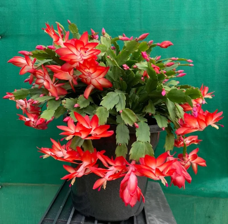 Red Christmas Cactus Live Plant, Schlumbergera Houseplant, 4 Inch Pot Red Christmas Cactus Live Plant, Schlumbergera Houseplant, 4 Inch Pot - Image 7