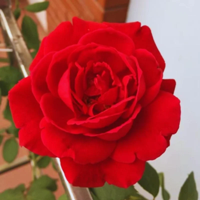 Red Climbing Rose Live Plant, 4-6 Inch Tall, Outdoor Garden Shrub Red Climbing Rose Live Plant, 4-6 Inch Tall, Outdoor Garden Shrub - Image 2