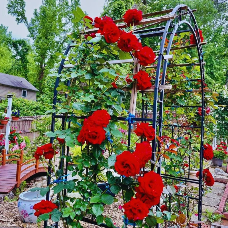 Red Climbing Rose Live Plant, 4-6 Inch Tall, Outdoor Garden Shrub Red Climbing Rose Live Plant, 4-6 Inch Tall, Outdoor Garden Shrub - Image 3