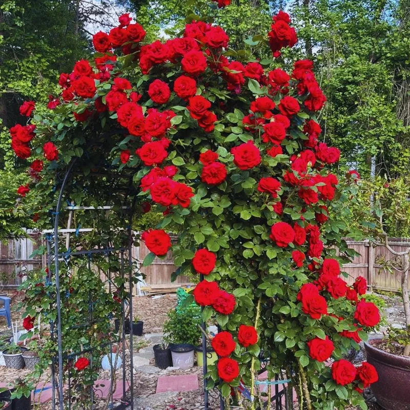 Red Climbing Rose Live Plant, 4-6 Inch Tall, Outdoor Garden Shrub Red Climbing Rose Live Plant, 4-6 Inch Tall, Outdoor Garden Shrub - Image 4