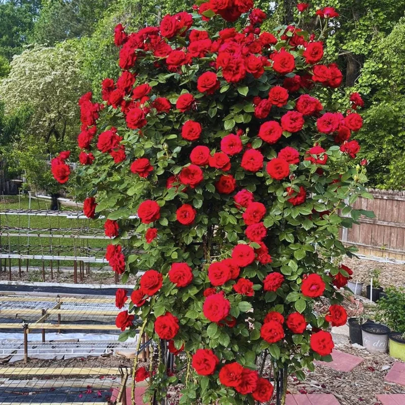 Red Climbing Rose Live Plant, 4-6 Inch Tall, Outdoor Garden Shrub Red Climbing Rose Live Plant, 4-6 Inch Tall, Outdoor Garden Shrub - Image 5