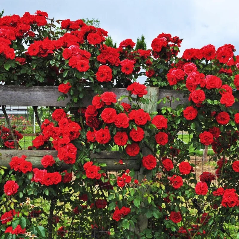 Red Climbing Rose Live Plant, 4-6 Inch Tall, Outdoor Garden Shrub Red Climbing Rose Live Plant, 4-6 Inch Tall, Outdoor Garden Shrub - Image 6