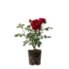 Red Climbing Rose Live Plant, 4-6 Inch Tall, Outdoor Garden Shrub - Image 1
