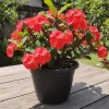 Red Crown of Thorns Live Plant, 4-6 Inches Tall, Vibrant Succulent, Indoor/Outdoor - Image 1