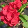Red Crown of Thorns Live Plant - 4 Inch Pot Euphorbia Milii Succulent - Image 1