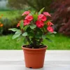 Red Crown of Thorns Live Plant - Euphorbia Milii, 4-7 Inches, 4 Inch Pot, Indoor/Outdoor - Image 1