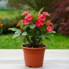Red Crown of Thorns Live Plant, Euphorbia Milii, 4-7 Inches Tall, 4 Inch Pot, Indoor/Outdoor Red Crown of Thorns Live Plant, Euphorbia Milii, 4-7 Inches Tall, 4 Inch Pot, Indoor/Outdoor - Image 1