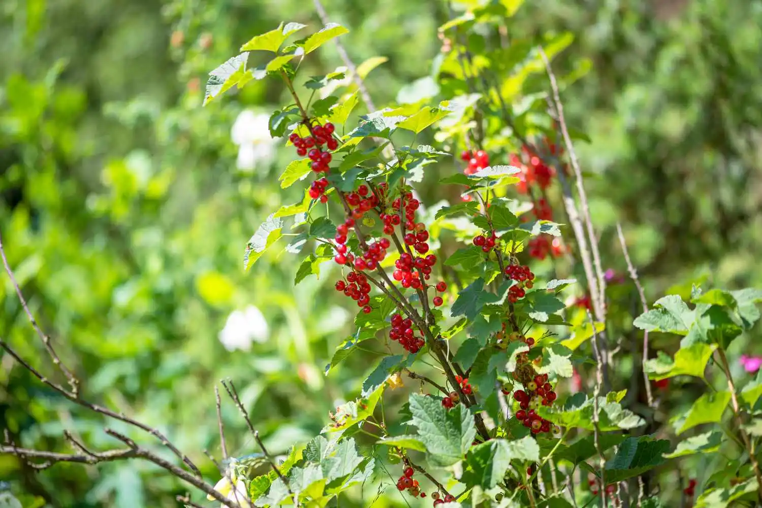 red-currant-growing-guide