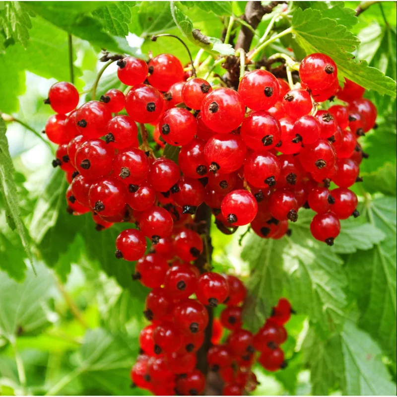 Red Currant Live Plant - Dormant Bush, Well Rooted, 5-10 Inches Tall - Image 1