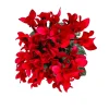 Red Cyclamen Live Plant - Persian Cyclamen Flowers - 4" Pot - Indoor - Image 1