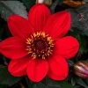 Red Dahlia Seeds with Black Leaves - 75 Perennial Flower Seeds - Image 1