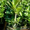 Red Desert Rose Live Plant - Adenium Obesum Caudex Plant in 4 Inch Pot Red Desert Rose Live Plant - Adenium Obesum Caudex Plant in 4 Inch Pot - Image 1