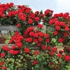 Red Don Juan Climbing Rose Bush Live Plant - 4-6 Inch Tall for Outdoor Garden - Image 1