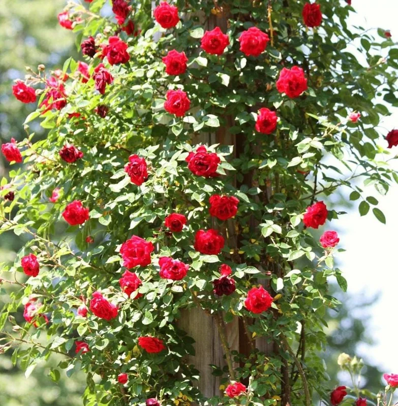 Red Don Juan Climbing Rose Live Plant, 5-9 Inch Tall, Outdoor Fragrant Climber Red Don Juan Climbing Rose Live Plant, 5-9 Inch Tall, Outdoor Fragrant Climber - Image 10