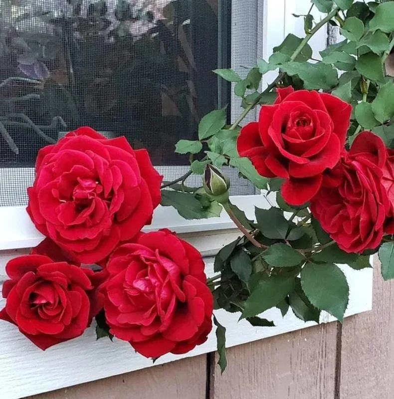 Red Don Juan Climbing Rose Live Plant, 5-9 Inch Tall, Outdoor Fragrant Climber Red Don Juan Climbing Rose Live Plant, 5-9 Inch Tall, Outdoor Fragrant Climber - Image 2