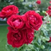 Red Don Juan Climbing Rose Live Plant, 5-9 Inch Tall, Outdoor Fragrant Climber - Image 1